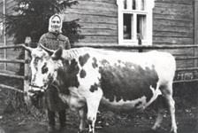 Piika Johanna K. ja lehmä Siro.jpg